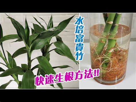 水 種 植物 風水|【水種】水種新手入門！15款室內植物精選，輕鬆提升居家綠意